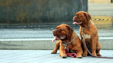 11 ways to treat & prevent ear infections in Dogue de Bordeaux