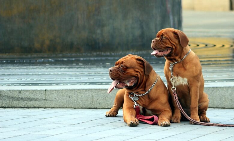11 ways to treat & prevent ear infections in Dogue de Bordeaux