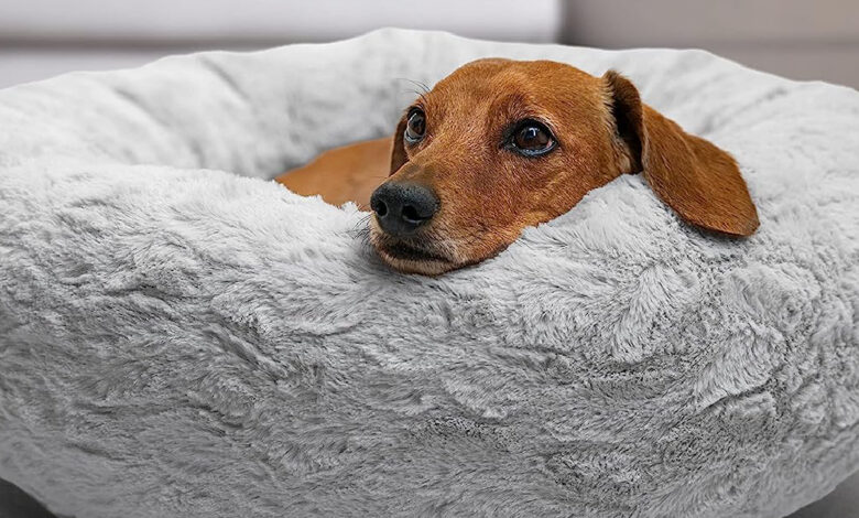 In-depth review of Sheri Dog Bed's best friends