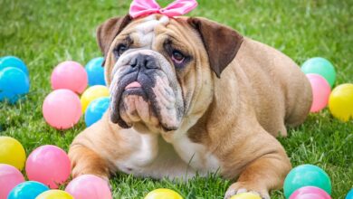 4 ways to help your Bulldog stop being afraid of fireworks this 4th of July