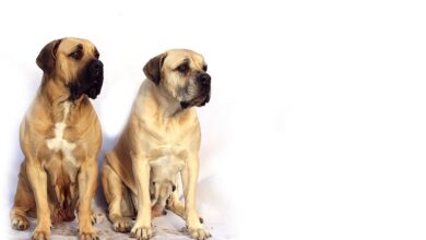 5 ways to preserve the memory of your beloved mastiff