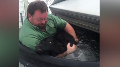 Man finds frozen calf in snow, runs and burns hot tub