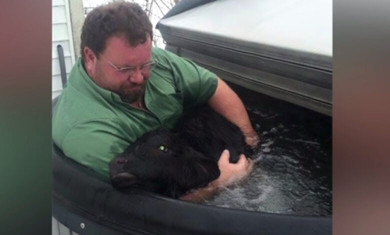 Man finds frozen calf in snow, runs and burns hot tub