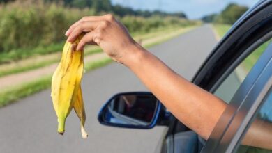 Can I throw apple cores and banana peels out the car window?