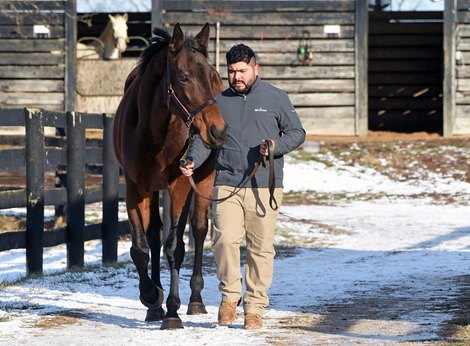 Hertrich Discusses Stallion Choices for Several Mares