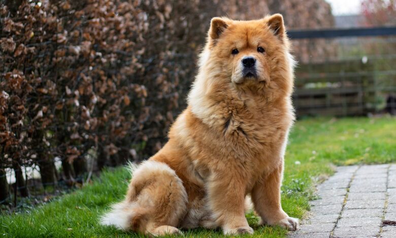 8 Problems Only Chow Chow Owners Understand