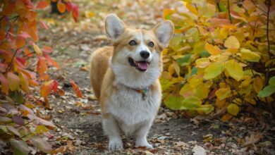 11 Ways to Treat & Prevent Ear Infections in Corgis