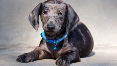 5 tips to teach your Dachshund not to jump on people