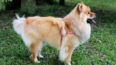 7 important tips for grooming Chow Chow
