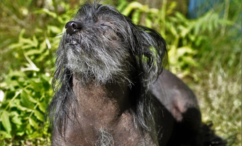 101 Chinese crested names for girls + Meaning