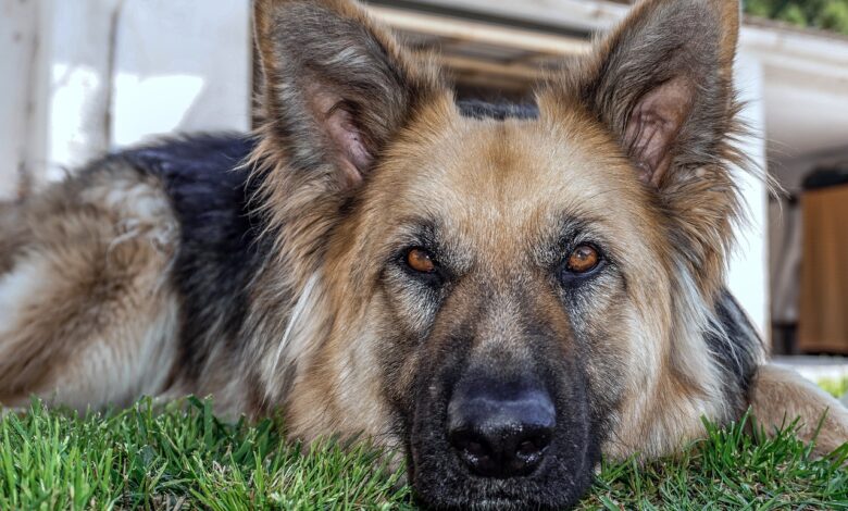 5 biggest myths about German shepherd dogs