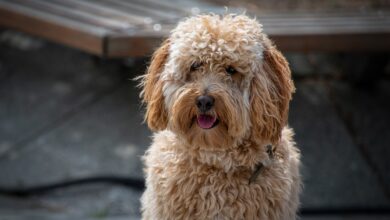 101 Male Labradoodle Names + Meaning