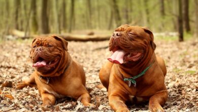 5 ways to preserve the memory of your beloved Dogue de Bordeaux