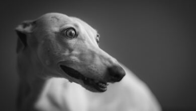 4 ways to help your Whippet stop being afraid of fireworks this 4th of July