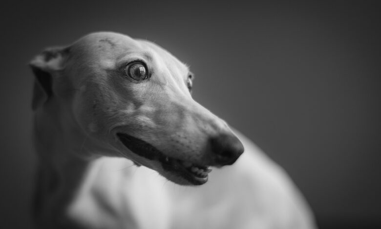 4 ways to help your Whippet stop being afraid of fireworks this 4th of July