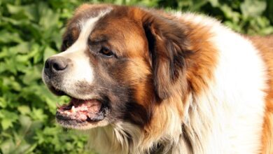 4 ways to help St.  Your Bernard is afraid of fireworks this 4th of July