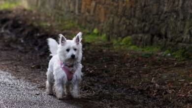 5 Ways To Know If Westie Is Right For You