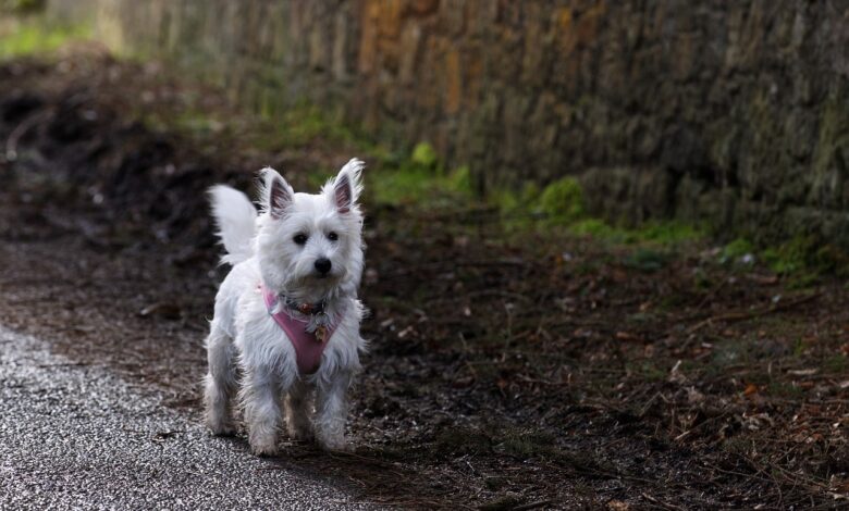 5 Ways To Know If Westie Is Right For You