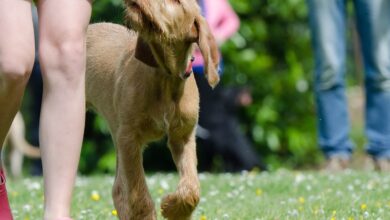 5 tips to teach your Vizsla not to jump on people