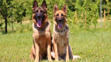 101 Male German Shepherd Dog Names + Meaning