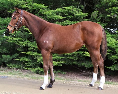 Frankel Filly Tops 2nd day of weaning at Inglis
