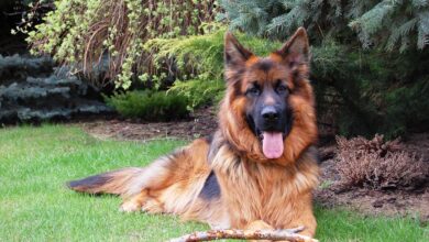 5 ways to know if a German Shepherd is right for you