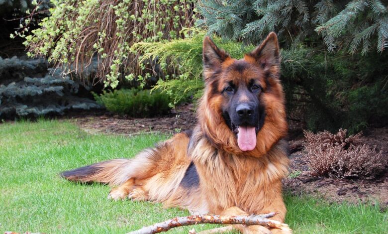 5 ways to know if a German Shepherd is right for you