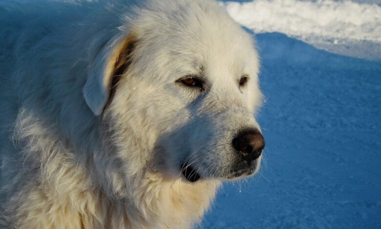 101 Great Pyrenees Female Names + Meaning