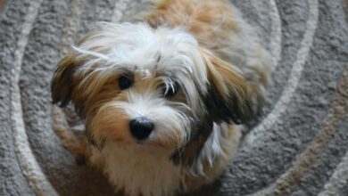5 tips to teach your Havanese not to jump on people