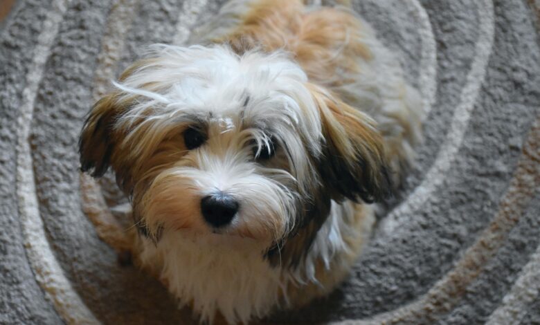5 tips to teach your Havanese not to jump on people