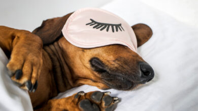 Kuranda overhead dog bed: Comprehensive review 2023
