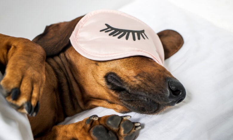 Kuranda overhead dog bed: Comprehensive review 2023