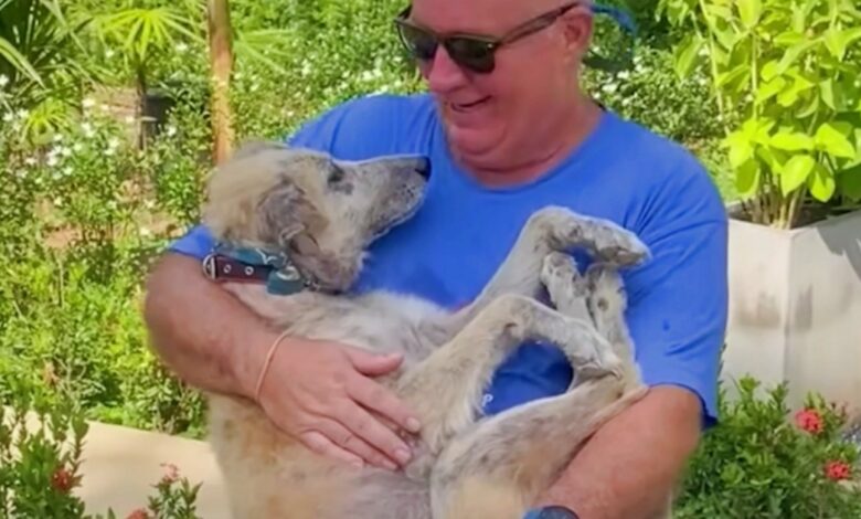Old dog on the street brings dad to tears when asked 'What does she mean to you'