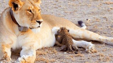 Lioness adopts sick leopard cub and adds it to her litter