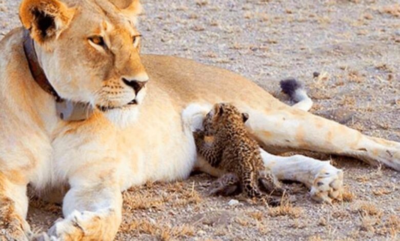 Lioness adopts sick leopard cub and adds it to her litter