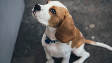 5 ways to preserve the memory of your beloved Beagle