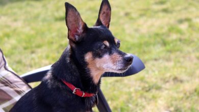 101 Male Pinscher Names + Meaning