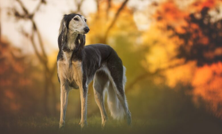 8 Problems Only Greyhound Owners Understand
