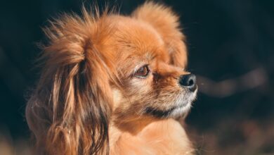 5 ways to preserve the memory of your beloved Papillon