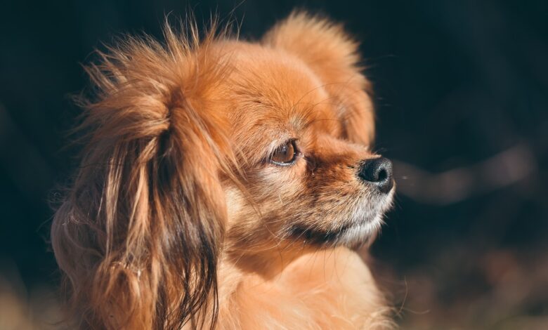 5 ways to preserve the memory of your beloved Papillon
