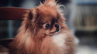 5 tips to teach your Pekingese without jumping on others