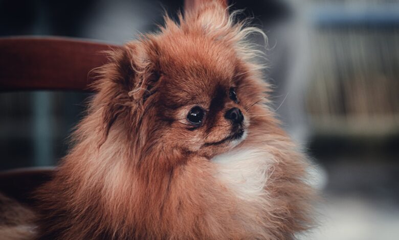 5 tips to teach your Pekingese without jumping on others