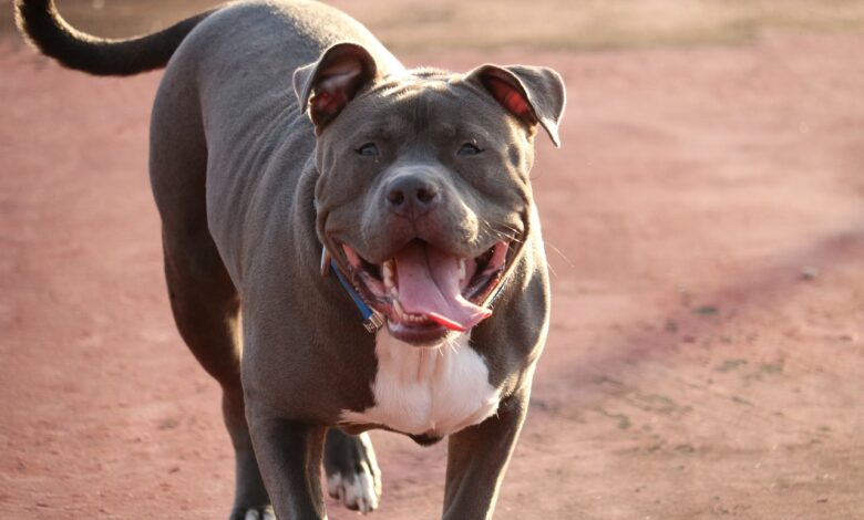 5 Ways To Know If Pit Bull Is Right For You