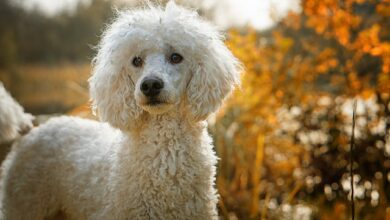 Best Poodle Products For Travel