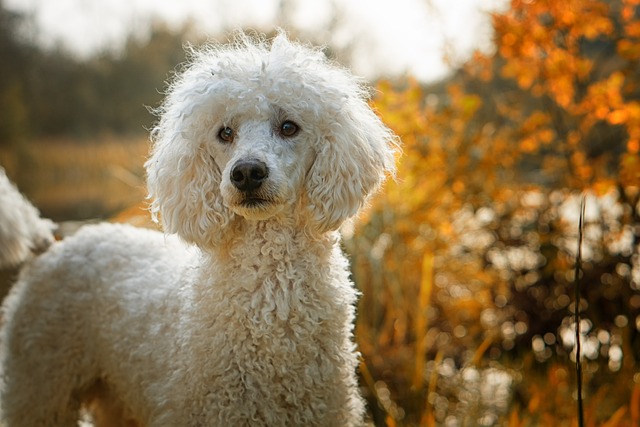 Best Poodle Products For Travel