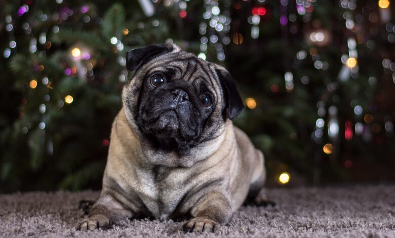 11 Ways to Treat & Prevent Ear Infections in Pugs