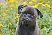 4 ways to help your Pug stop being afraid of fireworks this 4th of July