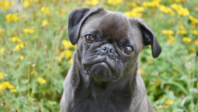 4 ways to help your Pug stop being afraid of fireworks this 4th of July