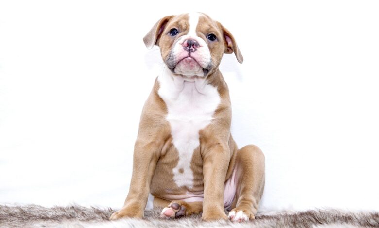 11 ways to treat and prevent ear infections in Bulldogs