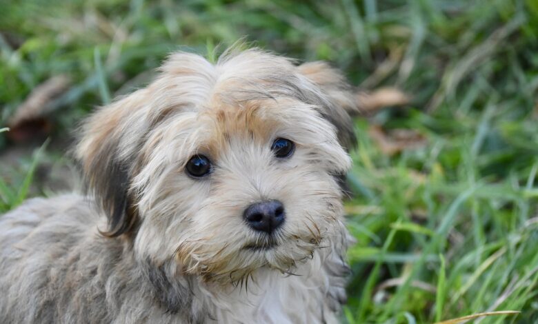5 ways to know if Havanese is right for you